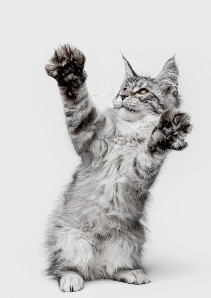 25 Expressive And Goofy Cats Photographed By Greg Murray