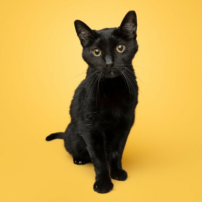 25 Expressive And Goofy Cats Photographed By Greg Murray