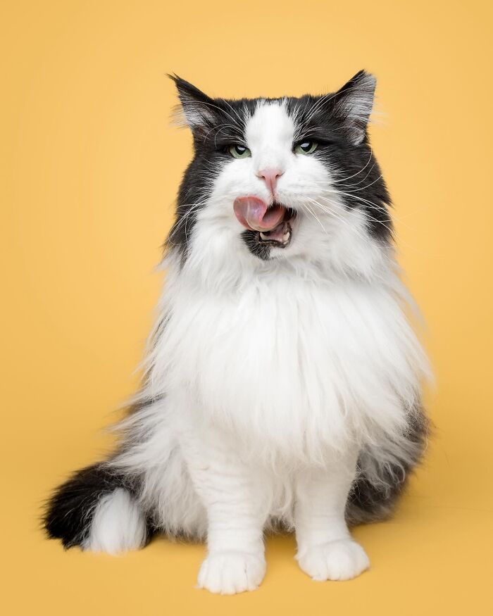 25 Expressive And Goofy Cats Photographed By Greg Murray