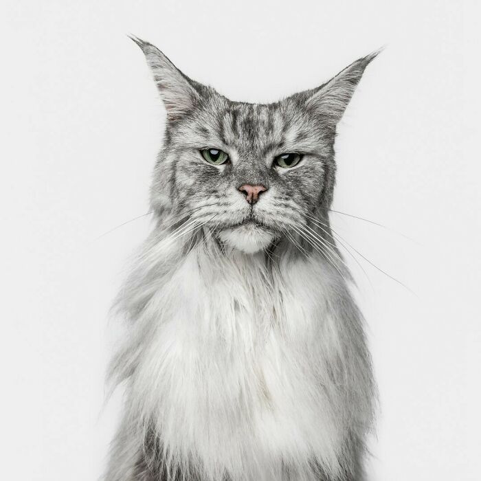 25 Expressive And Goofy Cats Photographed By Greg Murray