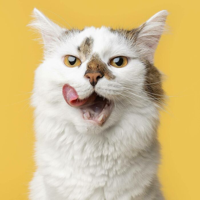 25 Expressive And Goofy Cats Photographed By Greg Murray