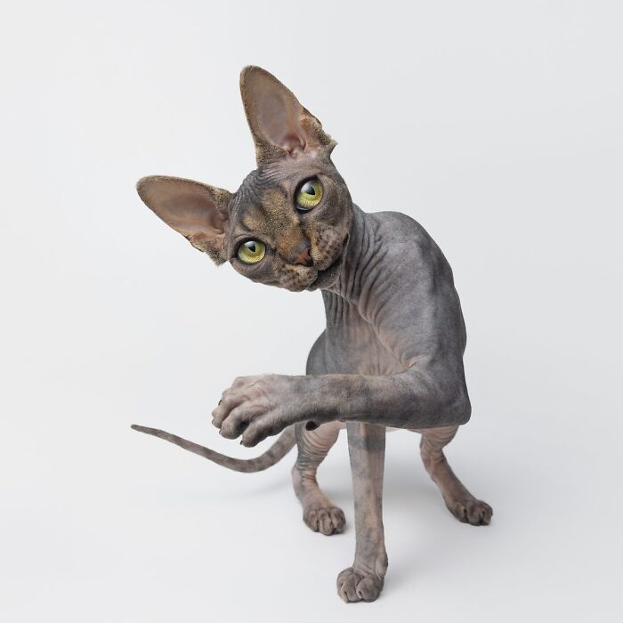 25 Expressive And Goofy Cats Photographed By Greg Murray