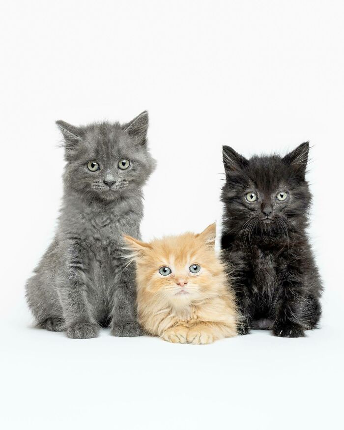 25 Expressive And Goofy Cats Photographed By Greg Murray