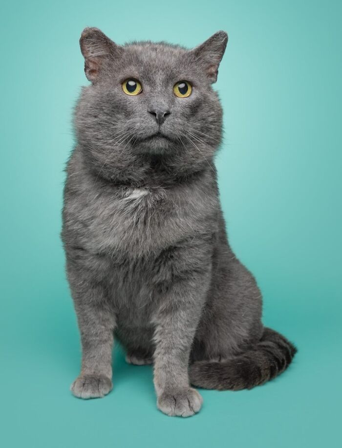 25 Expressive And Goofy Cats Photographed By Greg Murray