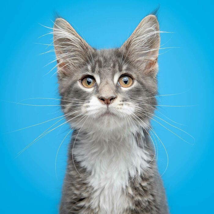 25 Expressive And Goofy Cats Photographed By Greg Murray