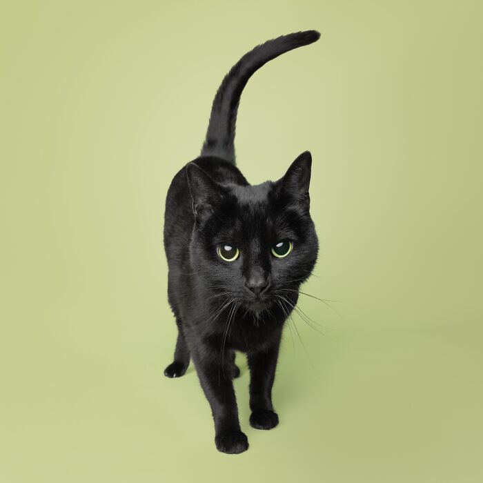 25 Expressive And Goofy Cats Photographed By Greg Murray