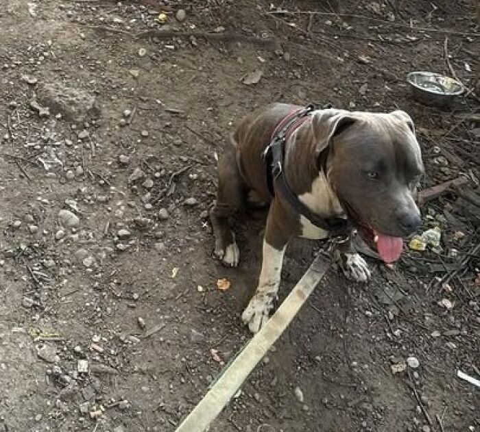 Dog Barks At A Stranger To Follow Him, Ends Up Leading Him To Two People In Dire Need Of Help
