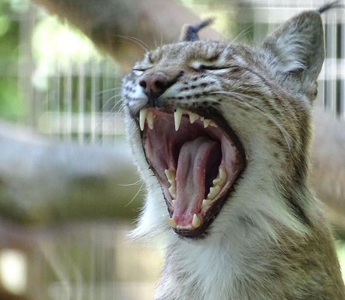 Viral Jokes After Zoo Releases Statement Asking People To Donate Pets So Their Animals Can Eat