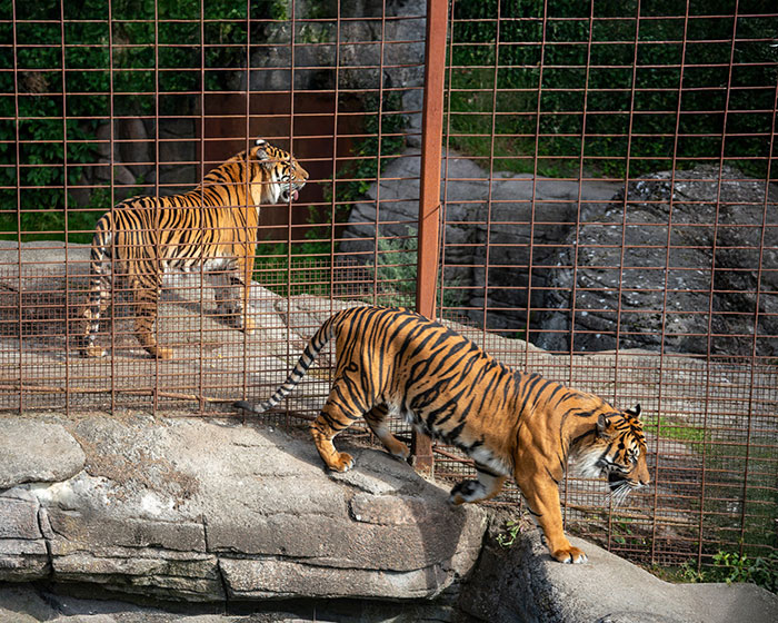 Viral Jokes After Zoo Releases Statement Asking People To Donate Pets So Their Animals Can Eat