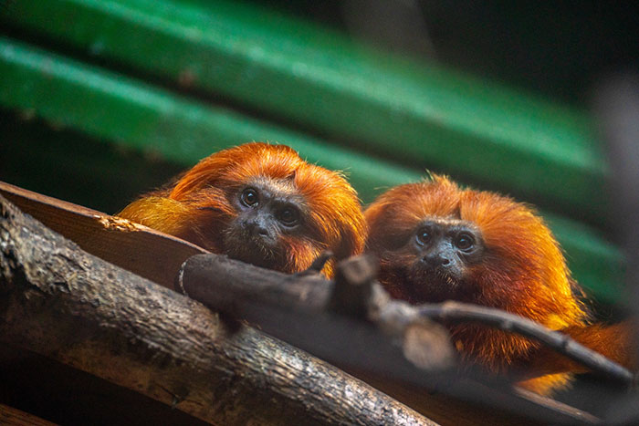 Viral Jokes After Zoo Releases Statement Asking People To Donate Pets So Their Animals Can Eat
