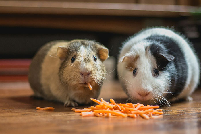 Viral Jokes After Zoo Releases Statement Asking People To Donate Pets So Their Animals Can Eat