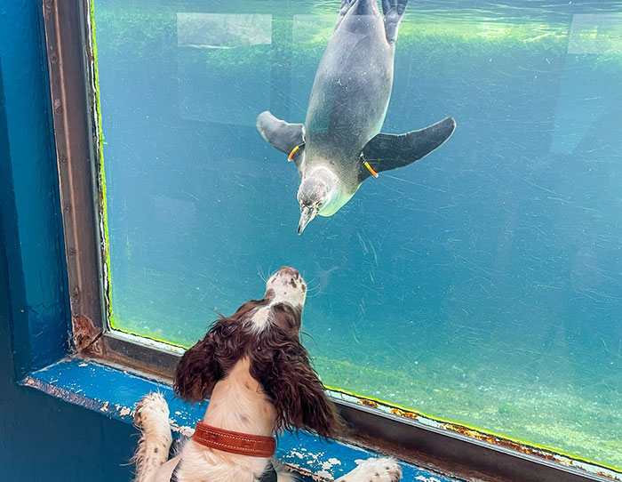 Viral Jokes After Zoo Releases Statement Asking People To Donate Pets So Their Animals Can Eat