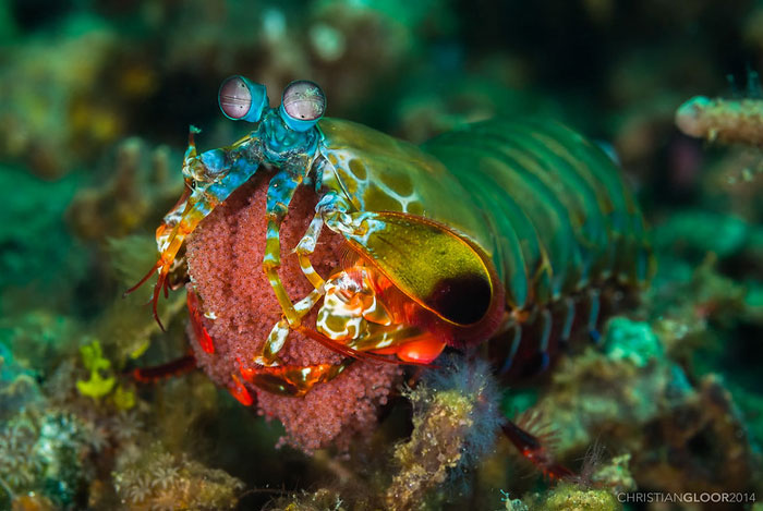 Reader’s Vote: Which Of These Cool-Looking Animals Is The Most Mind-Blowing?