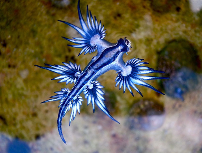 Reader’s Vote: Which Of These Cool-Looking Animals Is The Most Mind-Blowing?