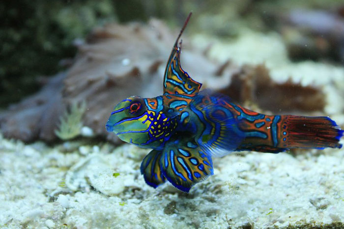 Reader’s Vote: Which Of These Cool-Looking Animals Is The Most Mind-Blowing?