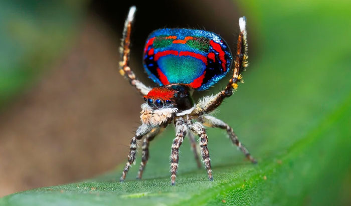 Reader’s Vote: Which Of These Cool-Looking Animals Is The Most Mind-Blowing?
