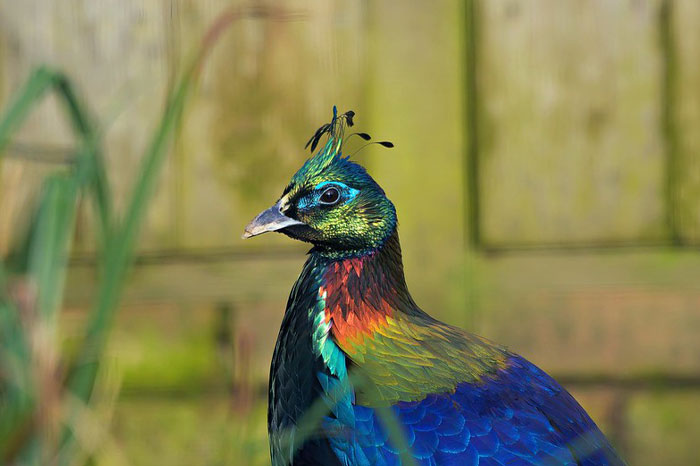 Reader’s Vote: Which Of These Cool-Looking Animals Is The Most Mind-Blowing?