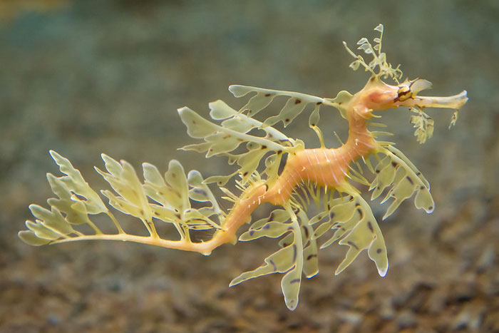 Reader’s Vote: Which Of These Cool-Looking Animals Is The Most Mind-Blowing?