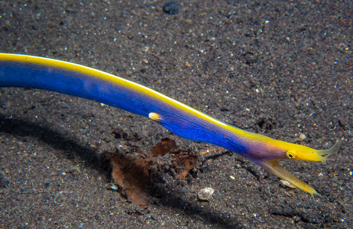 Reader’s Vote: Which Of These Cool-Looking Animals Is The Most Mind-Blowing?