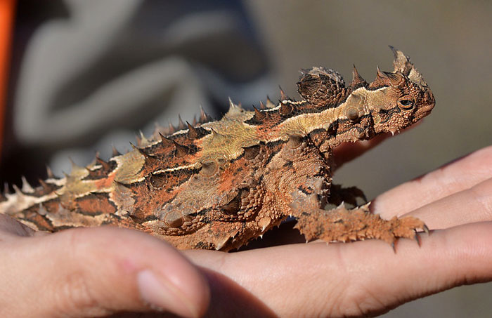Reader’s Vote: Which Of These Cool-Looking Animals Is The Most Mind-Blowing?