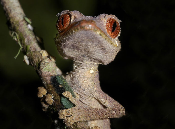 Reader’s Vote: Which Of These Cool-Looking Animals Is The Most Mind-Blowing?