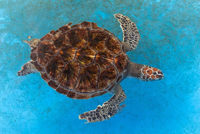 Reader’s Vote: Which Of These Cool-Looking Animals Is The Most Mind-Blowing?