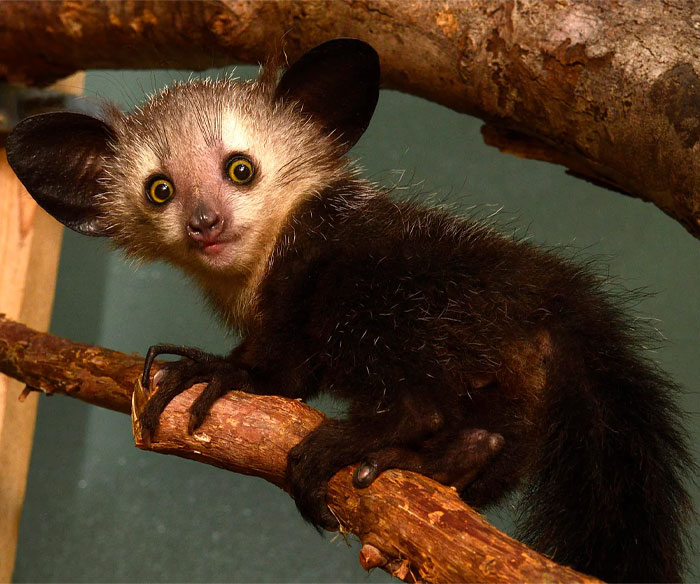 Reader’s Vote: Which Of These Cool-Looking Animals Is The Most Mind-Blowing?
