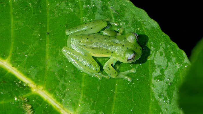 Reader’s Vote: Which Of These Cool-Looking Animals Is The Most Mind-Blowing?