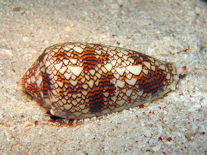 Reader’s Vote: Which Of These Cool-Looking Animals Is The Most Mind-Blowing?