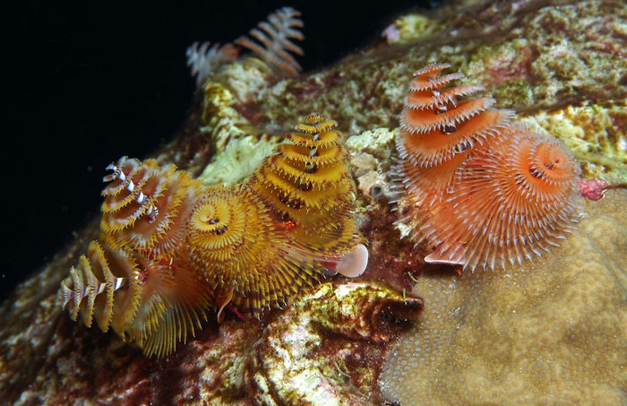 Reader’s Vote: Which Of These Cool-Looking Animals Is The Most Mind-Blowing?