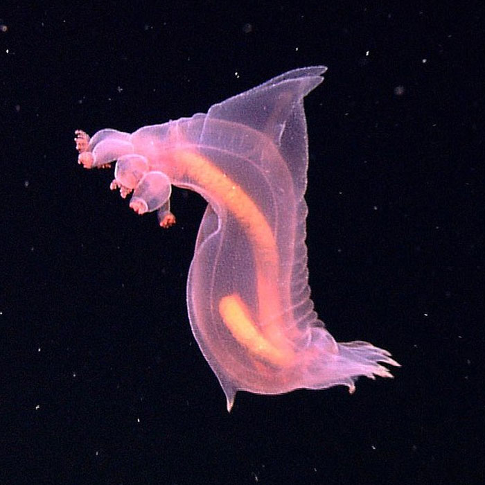 Reader’s Vote: Which Of These Cool-Looking Animals Is The Most Mind-Blowing?