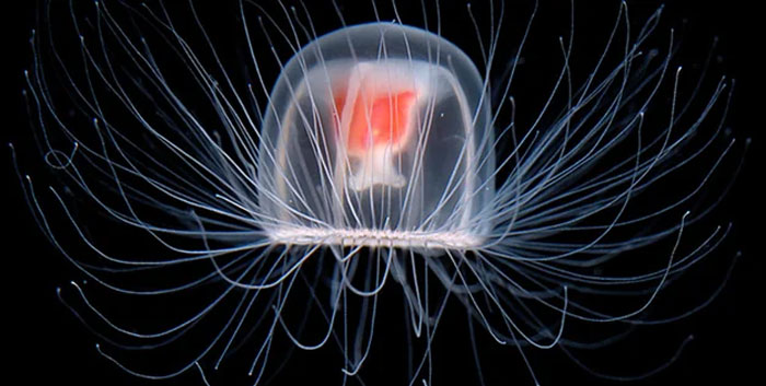 Reader’s Vote: Which Of These Cool-Looking Animals Is The Most Mind-Blowing?