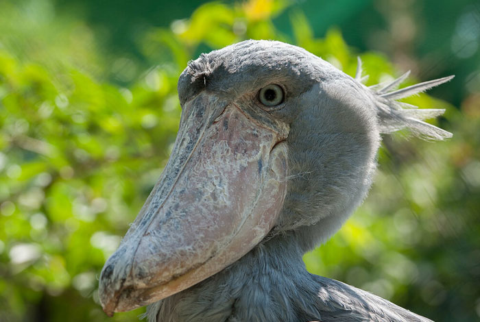 Reader’s Vote: Which Of These Cool-Looking Animals Is The Most Mind-Blowing?