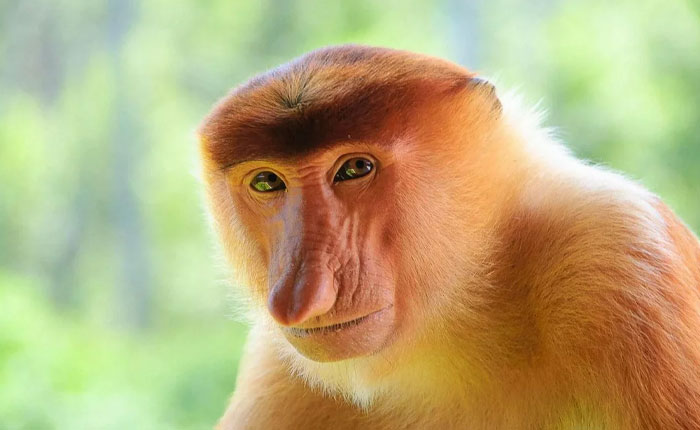 Reader’s Vote: Which Of These Cool-Looking Animals Is The Most Mind-Blowing?