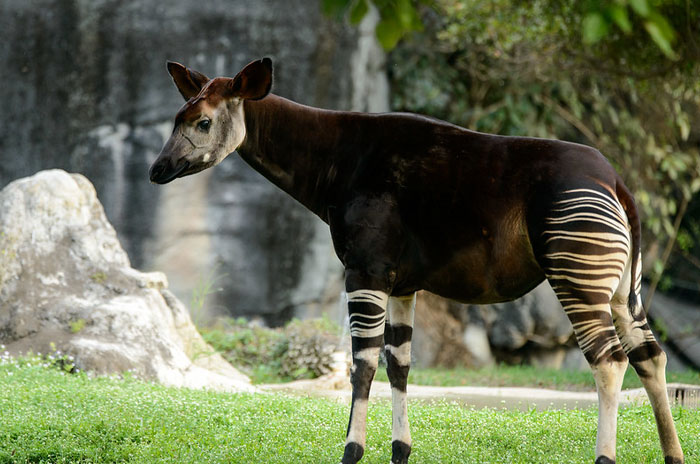 Reader’s Vote: Which Of These Cool-Looking Animals Is The Most Mind-Blowing?