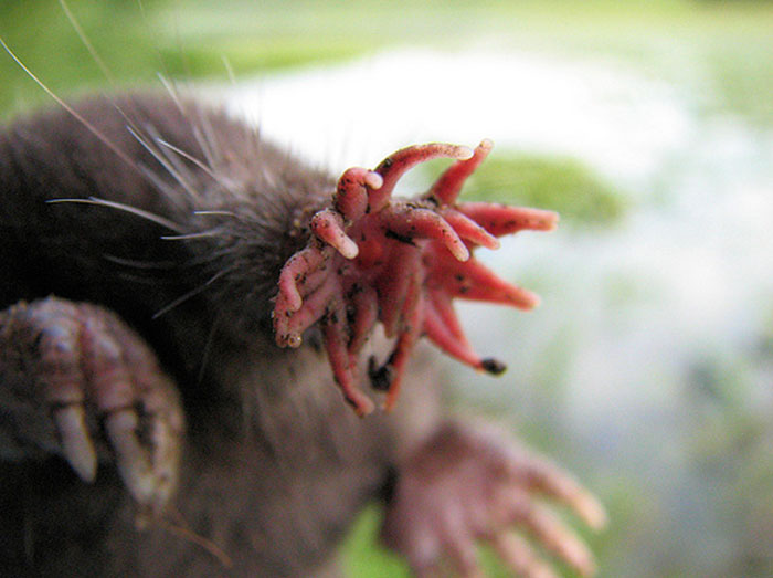 Reader’s Vote: Which Of These Cool-Looking Animals Is The Most Mind-Blowing?