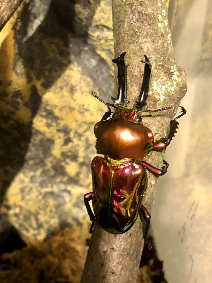 Reader’s Vote: Which Of These Cool-Looking Animals Is The Most Mind-Blowing?