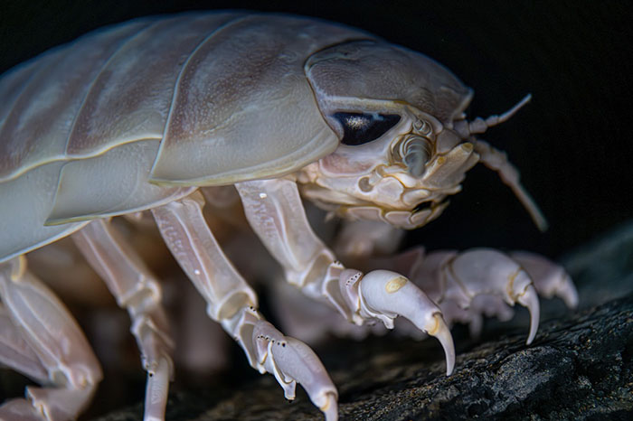 Reader’s Vote: Which Of These Cool-Looking Animals Is The Most Mind-Blowing?