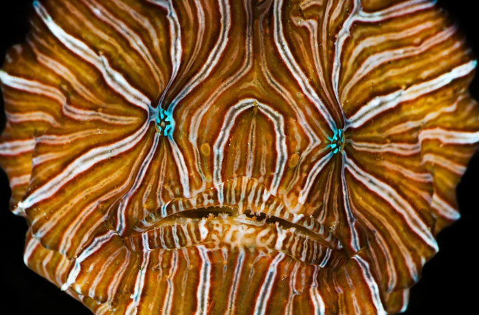 Reader’s Vote: Which Of These Cool-Looking Animals Is The Most Mind-Blowing?