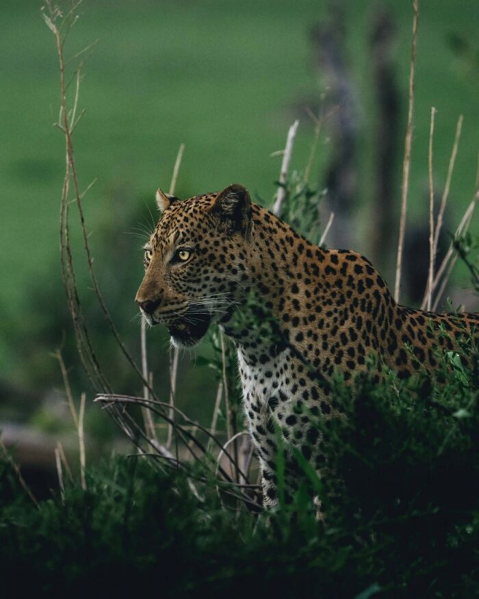 The Okavango Delta Is Africa’s Hidden Eden: My 33 Photos With Facts Prove Why