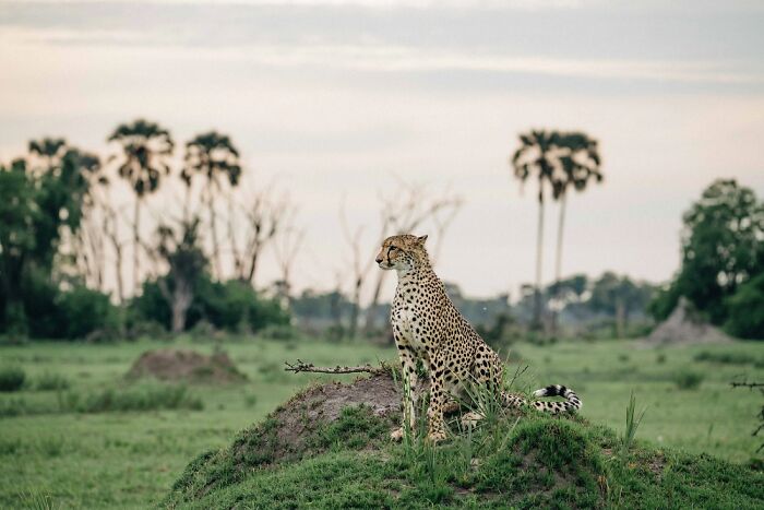 The Okavango Delta Is Africa’s Hidden Eden: My 33 Photos With Facts Prove Why