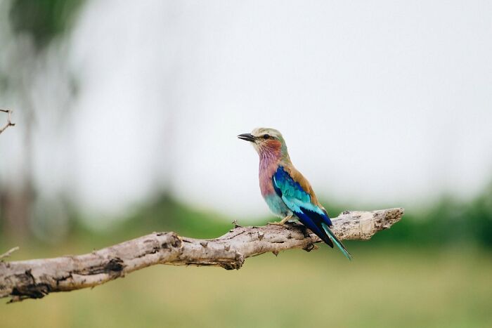 The Okavango Delta Is Africa’s Hidden Eden: My 33 Photos With Facts Prove Why