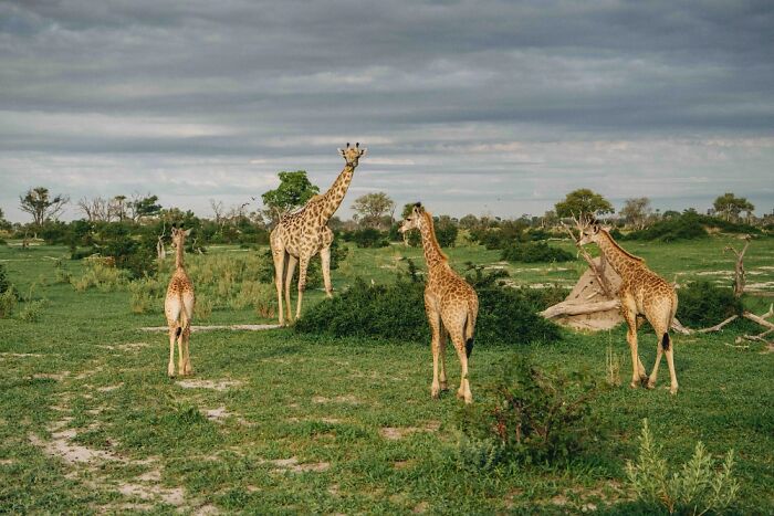 The Okavango Delta Is Africa’s Hidden Eden: My 33 Photos With Facts Prove Why
