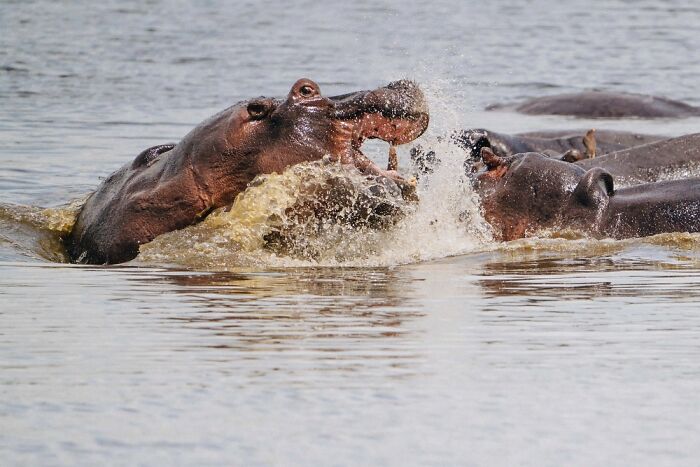 The Okavango Delta Is Africa’s Hidden Eden: My 33 Photos With Facts Prove Why
