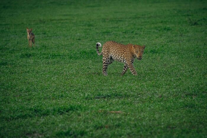 The Okavango Delta Is Africa’s Hidden Eden: My 33 Photos With Facts Prove Why
