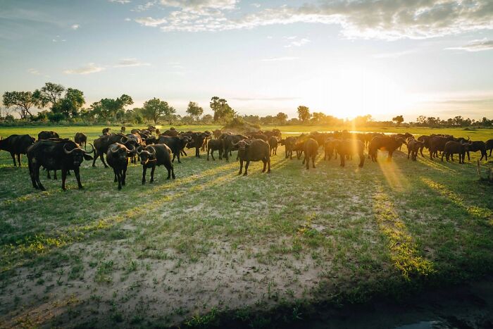 The Okavango Delta Is Africa’s Hidden Eden: My 33 Photos With Facts Prove Why