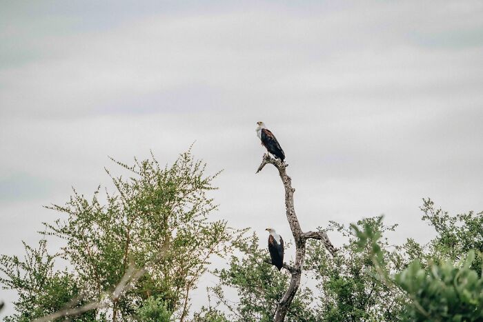 The Okavango Delta Is Africa’s Hidden Eden: My 33 Photos With Facts Prove Why