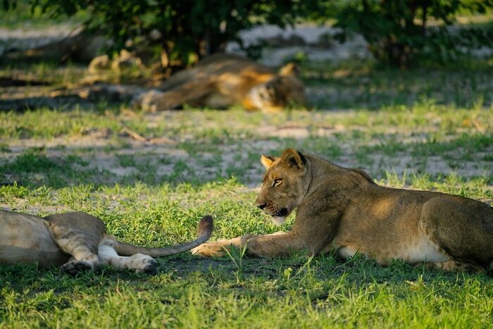 The Okavango Delta Is Africa’s Hidden Eden: My 33 Photos With Facts Prove Why