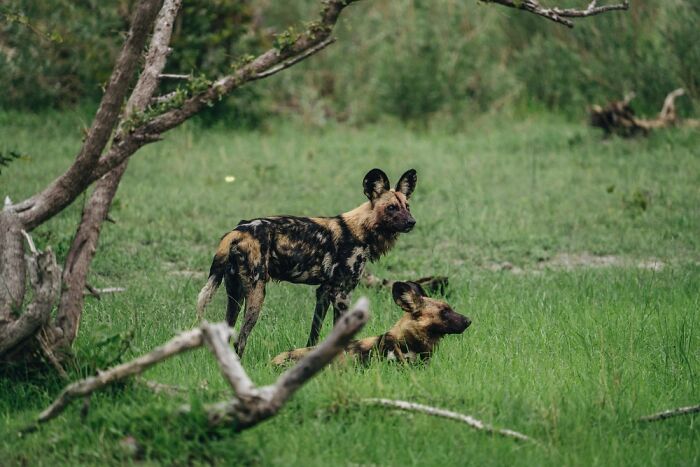 The Okavango Delta Is Africa’s Hidden Eden: My 33 Photos With Facts Prove Why