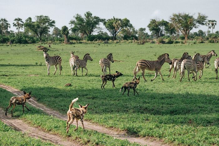 The Okavango Delta Is Africa’s Hidden Eden: My 33 Photos With Facts Prove Why